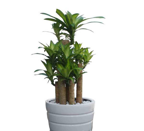 Cây phát tài có màu xanh vàng của lá, thân cây vững chắc, sức sống bền bỉ cũng sẽ mang lại nhiều sinh khí cho ngôi nhà. Trồng phát tài giúp mang lại may mắn, tài lộc cho gia chủ.