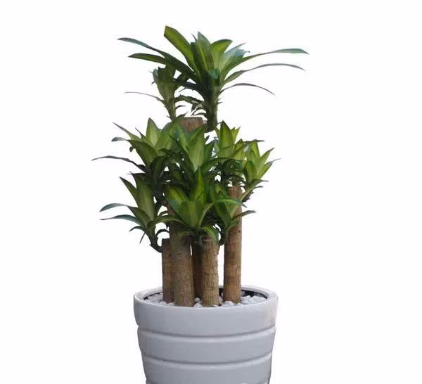 Cây phát tài có màu xanh vàng của lá, thân cây vững chắc, sức sống bền bỉ cũng sẽ mang lại nhiều sinh khí cho ngôi nhà. Trồng phát tài giúp mang lại may mắn, tài lộc cho gia chủ.