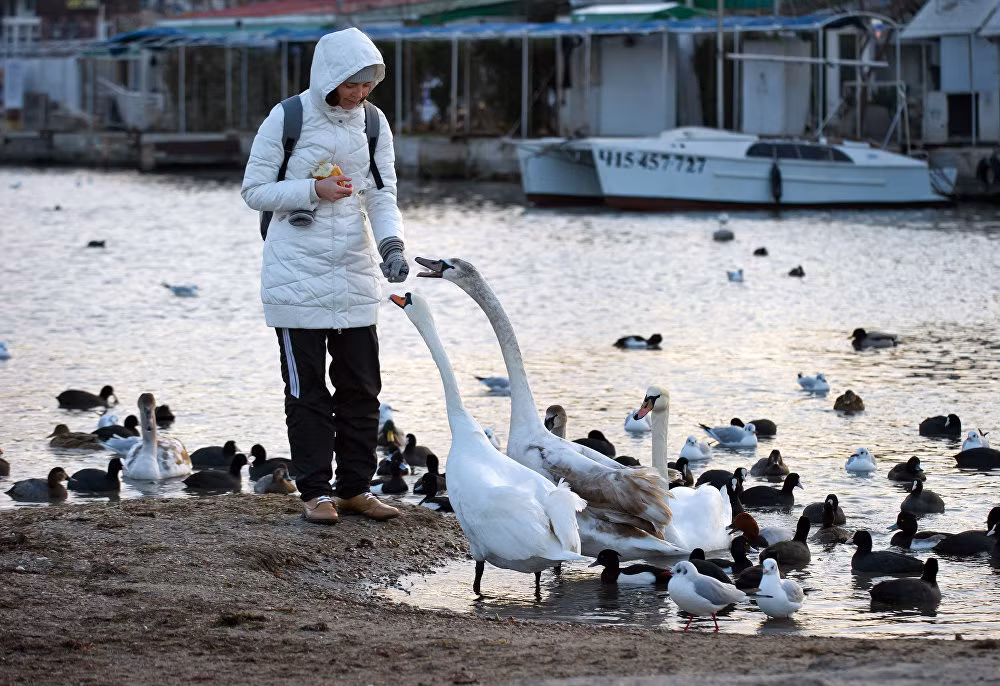Cô gái cho thiên nga ăn ở vịnh Omega. Ảnh Sputnik