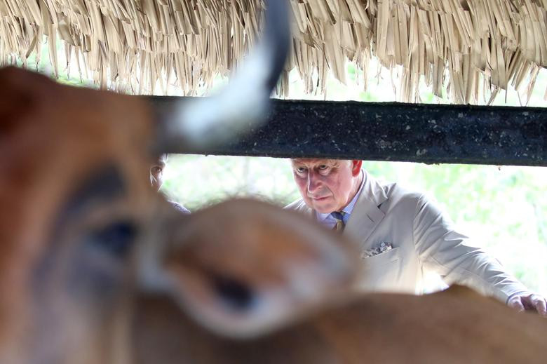 Thái tử Charles tham quan trang trại hữu cơ Finca Marta ở thủ đô La Habana.