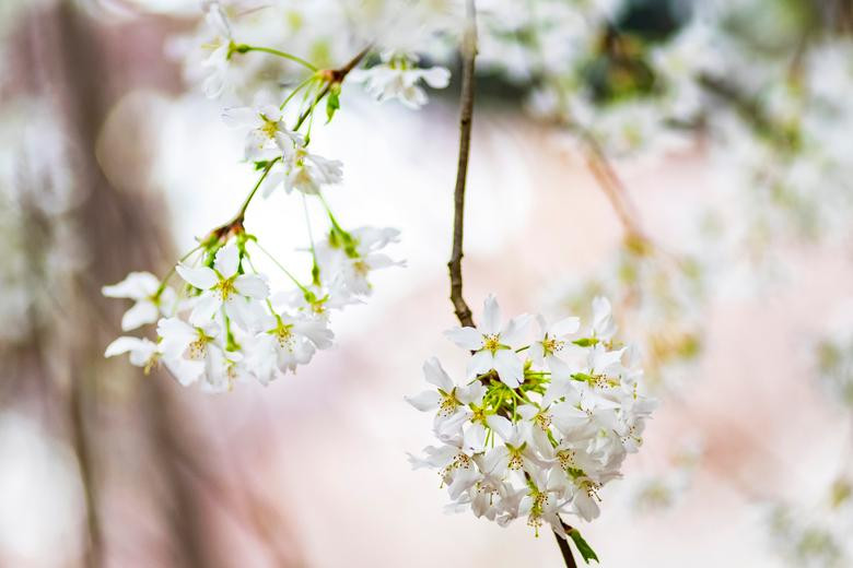 Hoa anh đào nở trong lễ hội hoa Sakura Matsuri ở Công viên Gardens by the Bay, Singapore, ngày 18/3.