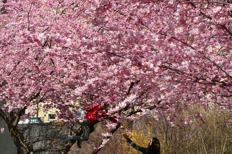 Người phụ nữ nói chuyện với một em nhỏ trong vườn hoa anh đào ở Lausanne ngày 25/3.