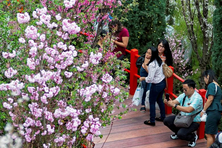 Người đàn ông chụp ảnh tại lễ hội hoa anh đào Sakura Matsuri trong Công viên Gardens by the Bay ở Singapore ngày 24/3.