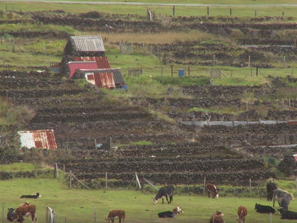 Mỗi gia đình sống trên đảo Tristan Da Cunha đều có ruộng để trồng khoai tây hoặc các nông sản khác.