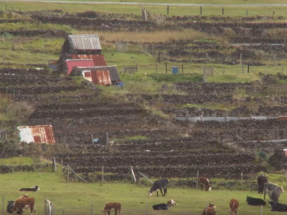 Mỗi gia đình sống trên đảo Tristan Da Cunha đều có ruộng để trồng khoai tây hoặc các nông sản khác.