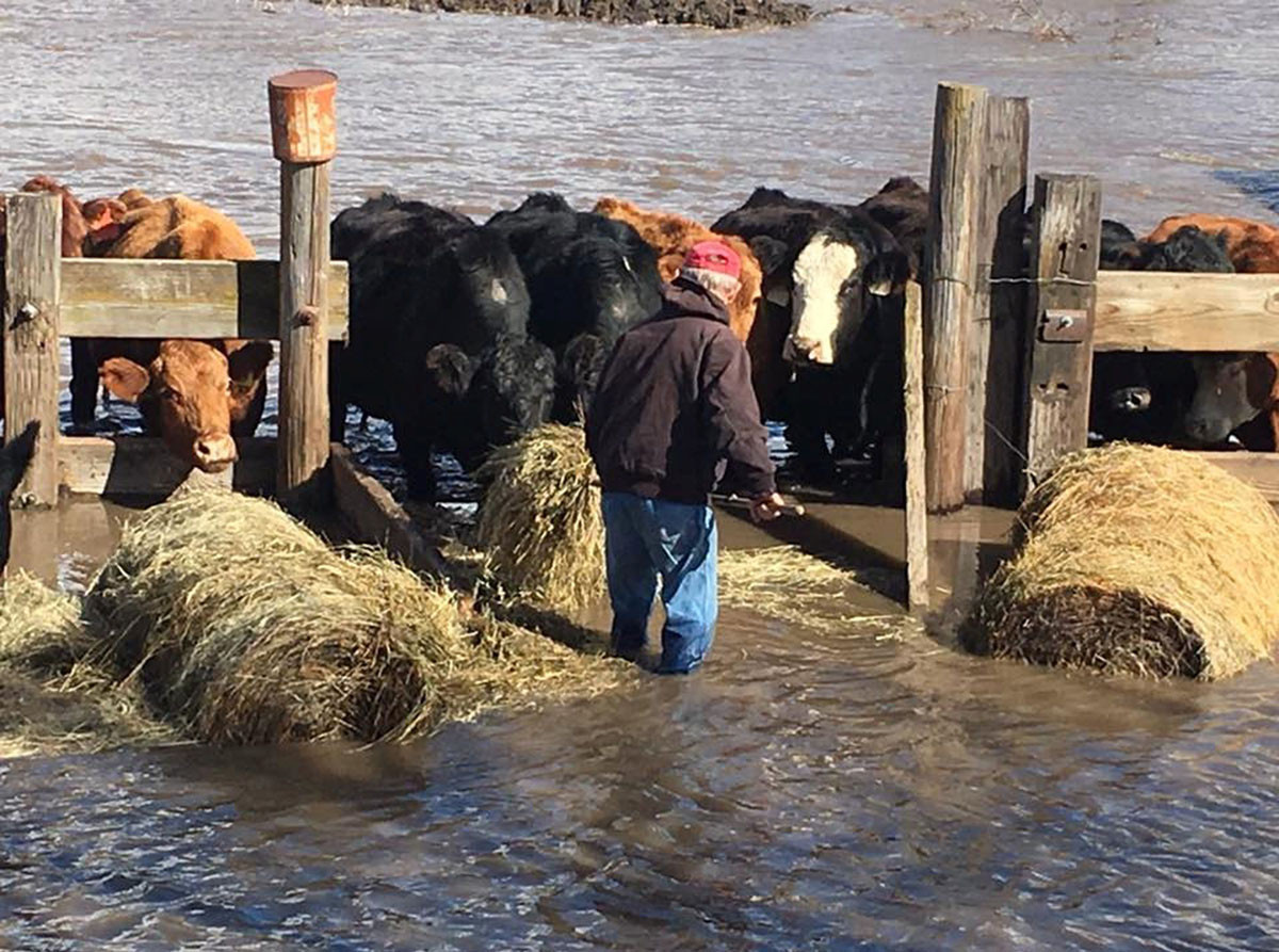 Một trang trại bò bị ngập ở Turkey Creek, gần Milligan, bang Nebraska, ngày 13/3. Ảnh: Reuters.