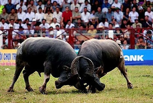 Nay lua tranh cai duy tri hay xoa bo tuc dam trau-Hinh-3