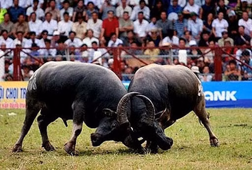 Nay lua tranh cai duy tri hay xoa bo tuc dam trau-Hinh-3