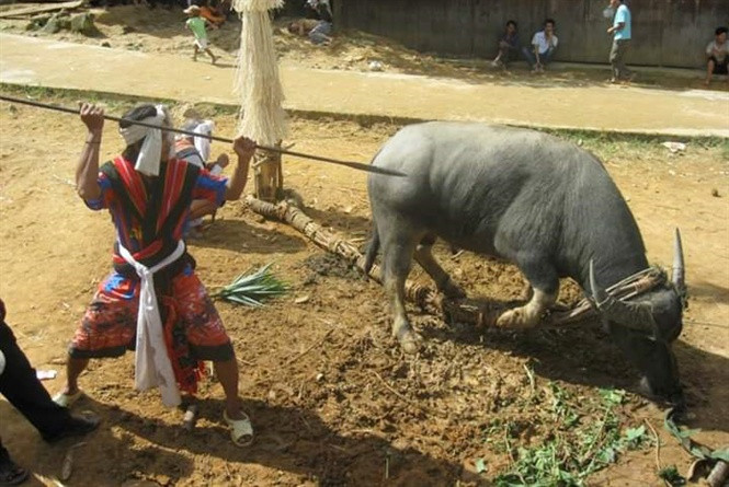 Nay lua tranh cai duy tri hay xoa bo tuc dam trau-Hinh-2