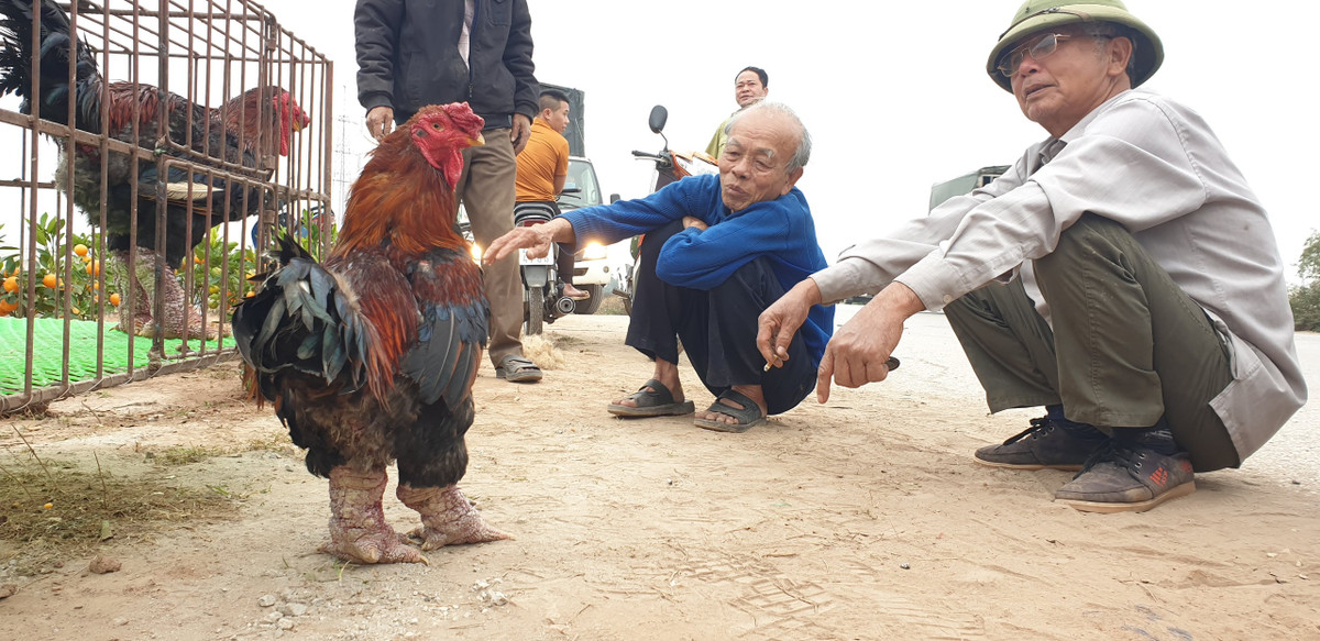 Bên cạnh việc bán quất lẻ dọc đê Sông Hồng nằm sát vách các vựa quất, người dân Mễ Sở còn mang gà Đông Tảo ra để bán và tạo được sự chú ý của người qua đường. Giá của một con gà Đông Tảo nặng gần 5kg có giá 1,6 triệu đồng