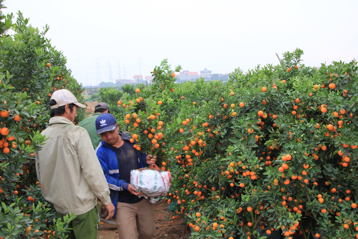 Rất hiếm khi vựa quất Mễ Sở bán lẻ vì những năm trước đây các thương lái và chủ vựa đều cùng kiểm đếm kỹ lưỡng từng cây để xuất ra thị trường Tết
