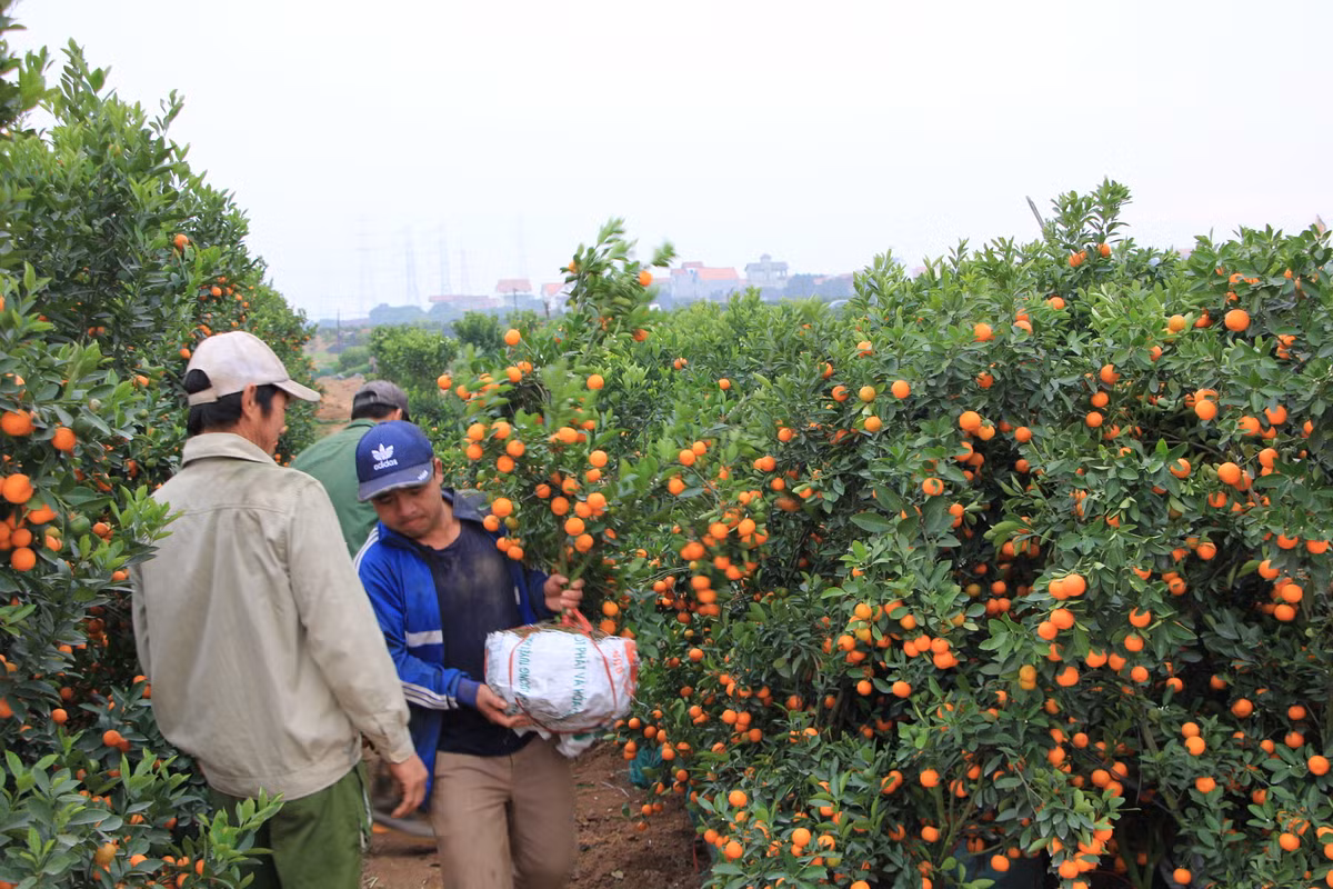 Rất hiếm khi vựa quất Mễ Sở bán lẻ vì những năm trước đây các thương lái và chủ vựa đều cùng kiểm đếm kỹ lưỡng từng cây để xuất ra thị trường Tết
