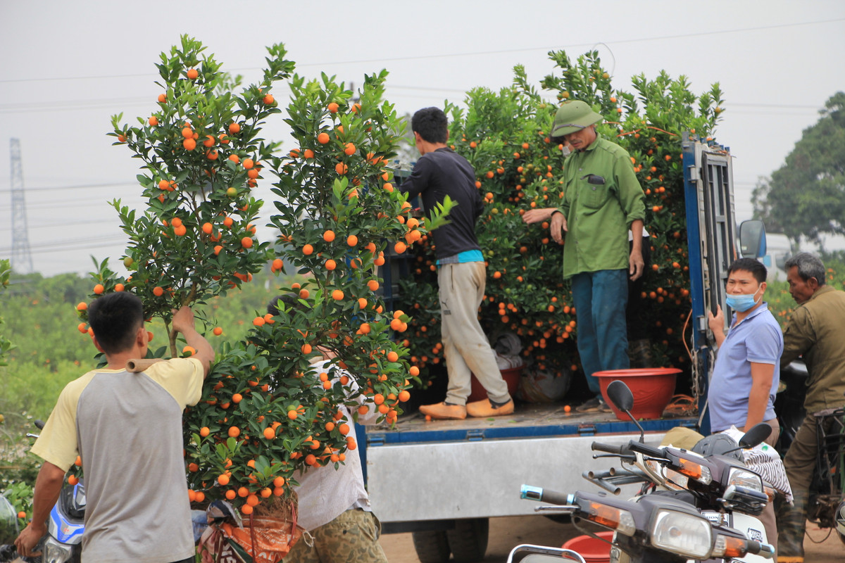 Những năm trước đây, vựa quất Mễ Sở luôn "cháy hàng" từ đầu tháng 12 âm lịch. Tuy nhiên, tính đến thời điểm hiện tại (22/12 âm lịch), hàng chục nghìn gốc quất vẫn đang bị "ế" và dễ dàng tìm mua với giá rẻ hơn trước. Giá mua tại vựa hiện dao động từ 250 - 600 nghìn đồng/cây quất tùy vào kích thước, chủng loại