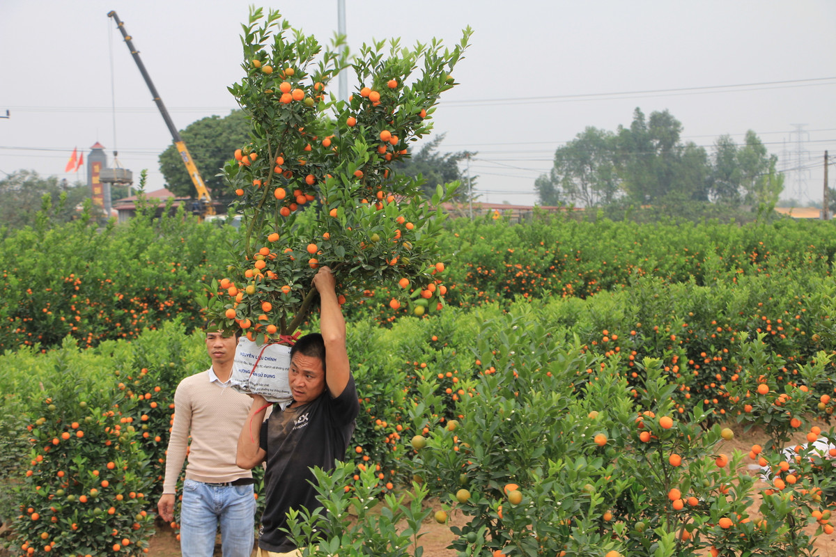Anh Nguyễn Văn Mạnh, chủ vựa quất cho biết: "Từ đầu tháng 12 âm lịch, thương lái tỉnh Hải Dương đến đặt mua 500 cây quất và đã đặt cọc tiền. Giá trung bình 400 nghìn đồng/gốc quất. Nhưng do dịch COVID-19 nên thương lái đã thông báo hủy đơn hàng.