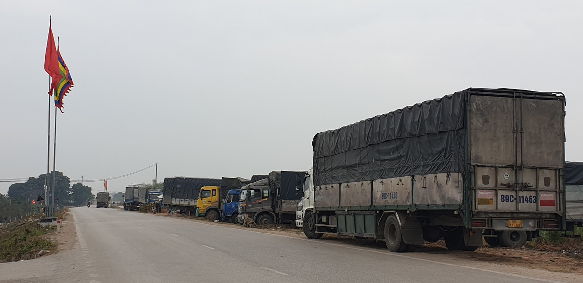 Hàng dài xe tải dùng để chở thuê quất chôn chân tại chỗ vì không có thương lái thuê