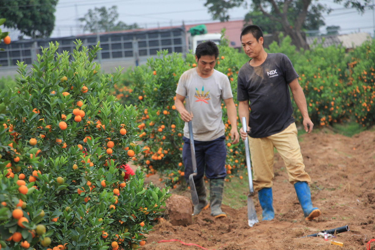 Chủ vựa quất Mễ Sở ngán ngẩm vì các gốc quất đã được đào lên nhưng không có người đến lấy