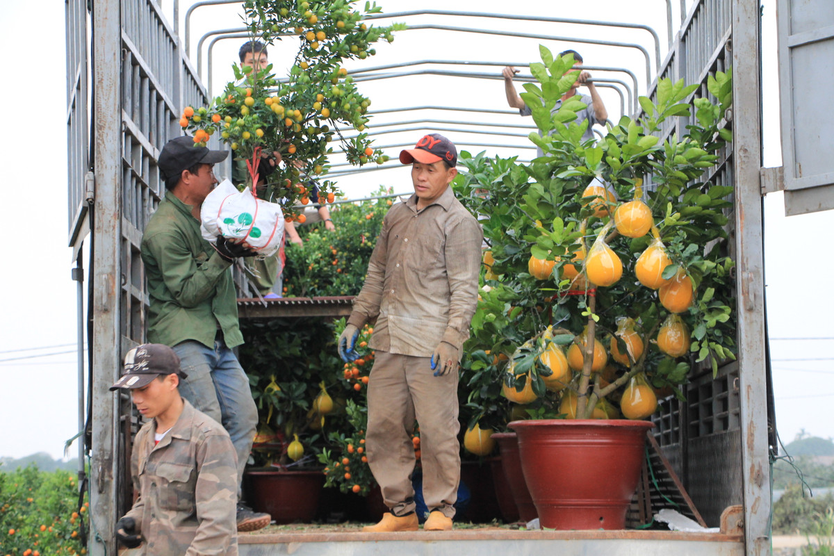 Chiếc xe tải mang biển kiểm soát Thanh Hóa tìm đến vựa quất Mễ Sở để thu mua chiều ngày 2/2. Đây là một trong số ít đơn hàng được giữ theo thỏa thuận ban đầu của chủ vựa với thương lái vì chưa bị ảnh hưởng bởi COVID-19