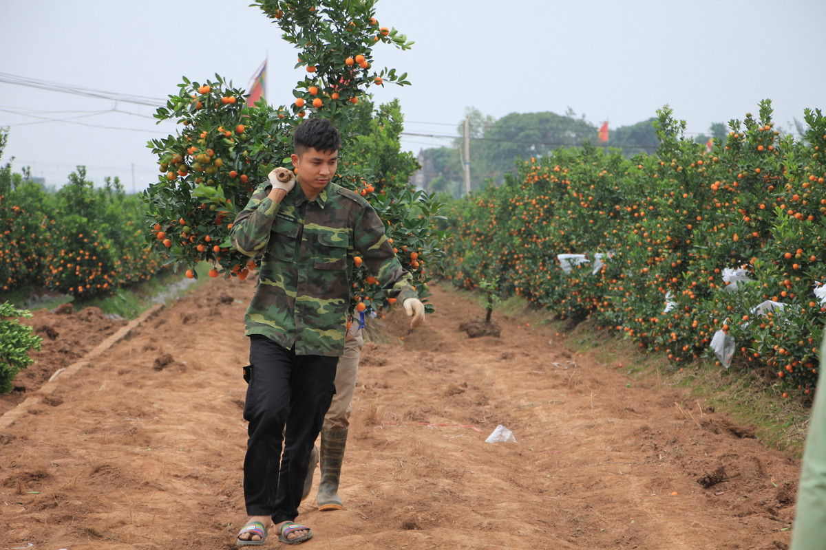 Một chủ vựa quất khác cũng cho biết, hiện phần lớn các đơn hàng từ Hải Dương, Quảng Ninh, Hải Phòng, Bắc Giang đã hủy. Các tài xế xe tải chở thuê cũng không dám nhận chở vì sợ đi vào vùng dịch. Vậy nên, quất Mễ Sở năm nay chủ yếu được chuyển vào các tỉnh thành chưa bùng phát dịch như Thanh Hóa, Nghệ An, Hòa Bình