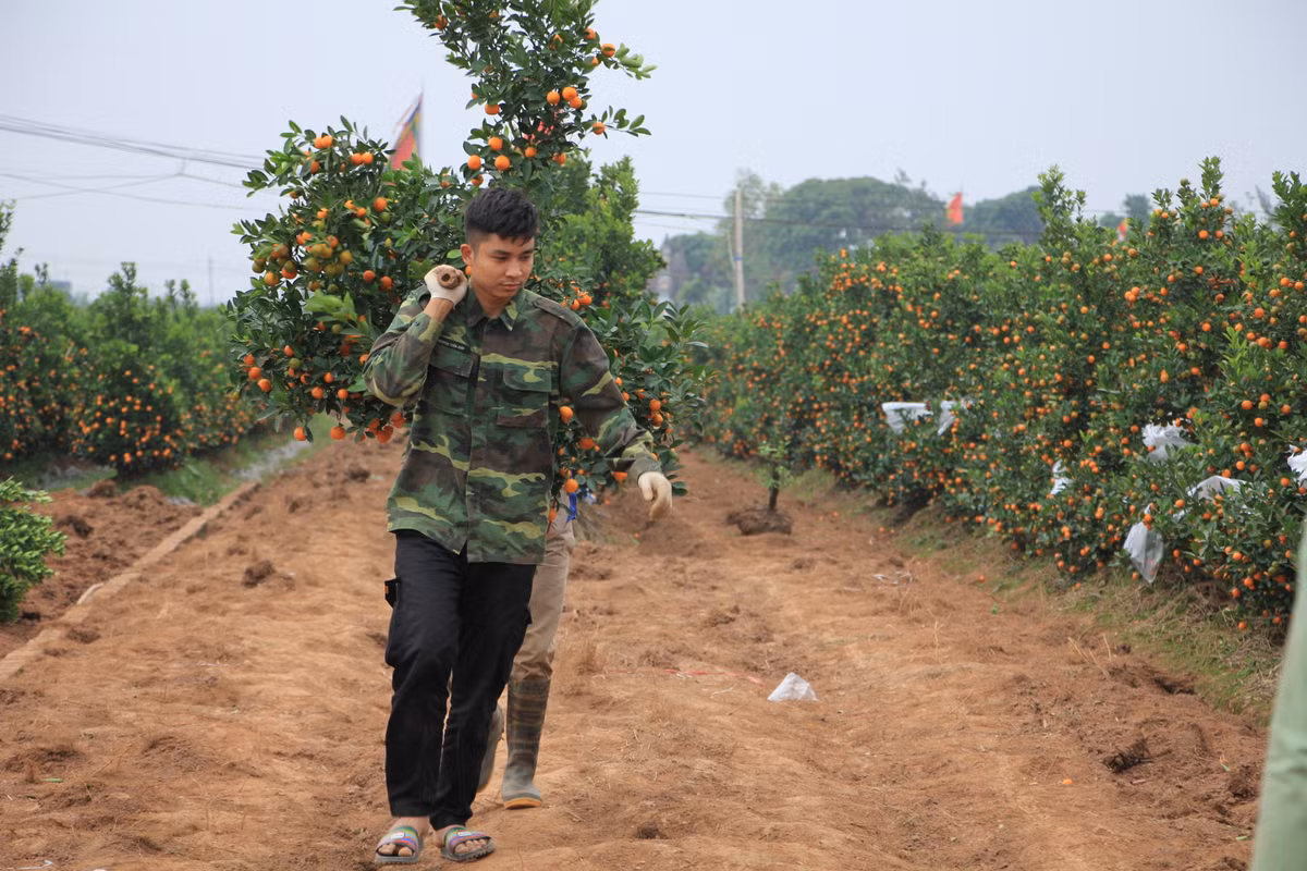 Một chủ vựa quất khác cũng cho biết, hiện phần lớn các đơn hàng từ Hải Dương, Quảng Ninh, Hải Phòng, Bắc Giang đã hủy. Các tài xế xe tải chở thuê cũng không dám nhận chở vì sợ đi vào vùng dịch. Vậy nên, quất Mễ Sở năm nay chủ yếu được chuyển vào các tỉnh thành chưa bùng phát dịch như Thanh Hóa, Nghệ An, Hòa Bình