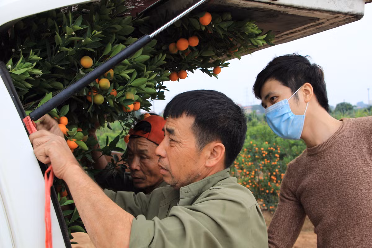 Nhiều người gần khu vực huyện Văn Giang cũng đã tìm đến tận nơi để tìm mua cây quất lẻ với giá rẻ hơn thị trường 100 nghìn đồng