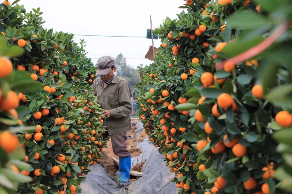 Ông Lễ có 400 cây quất được trồng tạo hình lộc bình và đã bán hết cho một thương lái tỉnh Hải Dương với giá 800 nghìn đồng/cây. Nhưng vào phút chót, số hàng này lại bị "tồn kho" và hiện ông đang rao bán 400 nghìn đồng/cây