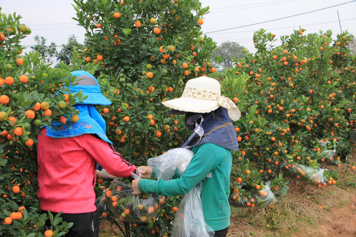Hơn 300 cây quất cỡ lớn giá 500 nghìn đồng/cây đang được cuốn nilon để chờ xe đến vận chuyển vào Nghệ An. Chị Nhinh, chủ vựa quất cho biết: "Ban đầu số cây này được đặt mua về Quảng Ninh với giá 600 nghìn đồng/cây, nhưng vì bị hủy đơn nên buộc phải nhượng cho một thương lái ở Nghệ An rẻ hơn 100 nghìn đồng