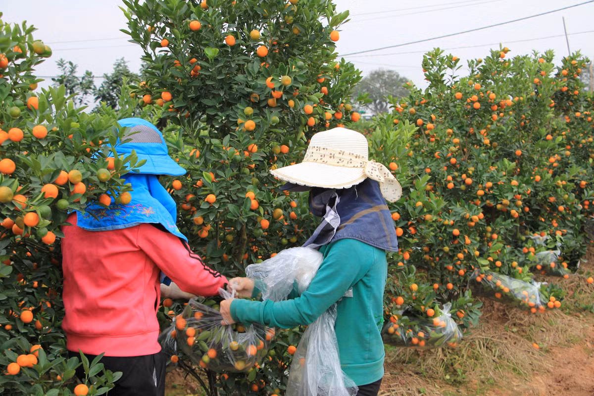 Hơn 300 cây quất cỡ lớn giá 500 nghìn đồng/cây đang được cuốn nilon để chờ xe đến vận chuyển vào Nghệ An. Chị Nhinh, chủ vựa quất cho biết: "Ban đầu số cây này được đặt mua về Quảng Ninh với giá 600 nghìn đồng/cây, nhưng vì bị hủy đơn nên buộc phải nhượng cho một thương lái ở Nghệ An rẻ hơn 100 nghìn đồng