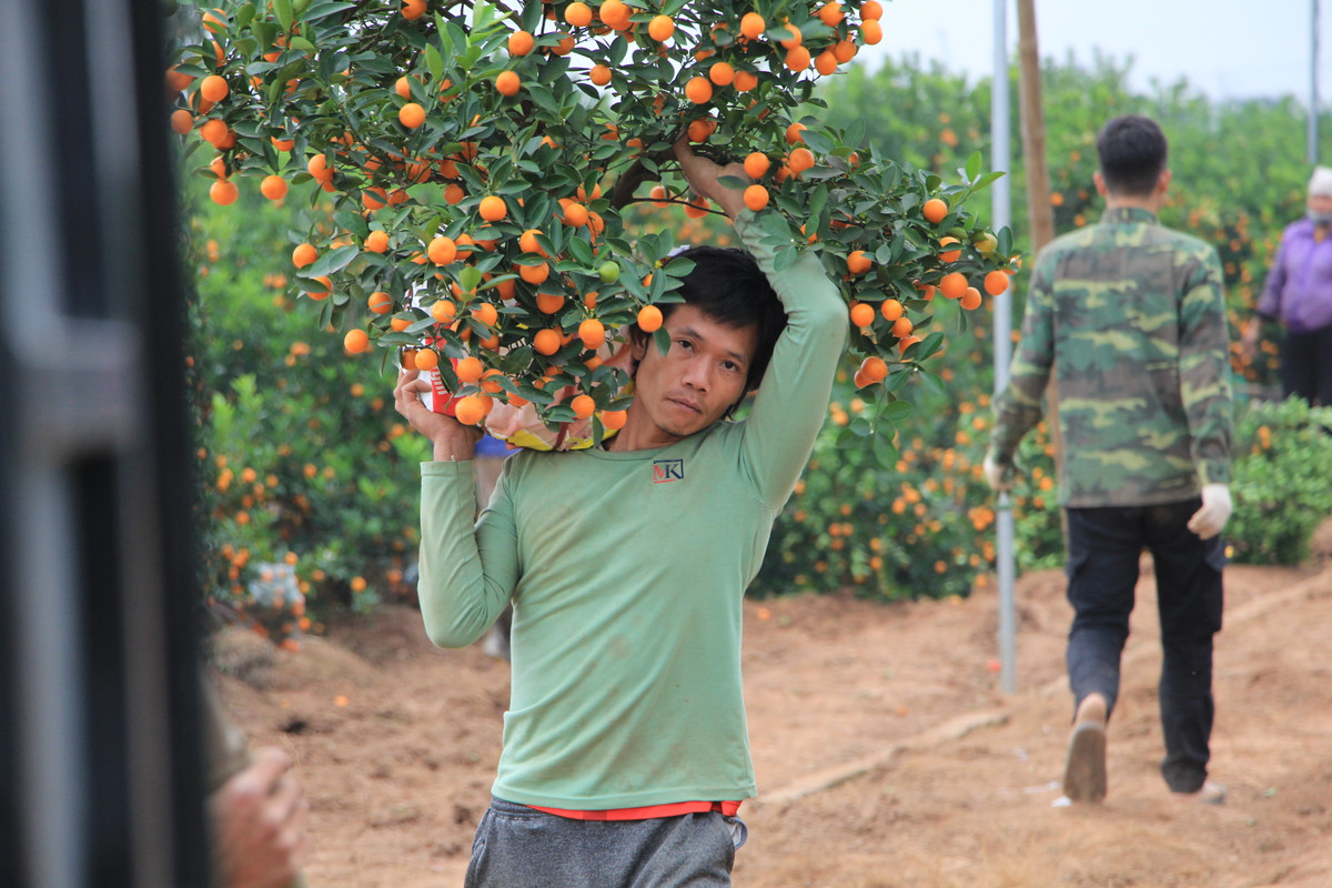 Tuy nhiên, anh Mạnh tiết lộ, hủy không có nghĩa là chủ vựa bị mất trắng. "Theo thỏa thuận, chúng tôi sẽ đứng ra bán hộ cây cho thương lái đã đặt mua trước đó cho bên thứ 3, nếu có. Và giá sẽ rẻ hơn vì đã cận kề Tết, nhất là trong thời gian dịch bệnh diễn biến phức tạp. Cả hai bên đều chấp nhận chịu lỗ để đẩy hàng đi vì chỉ còn vài ngày nữa người dân hết nhu cầu chơi quất.