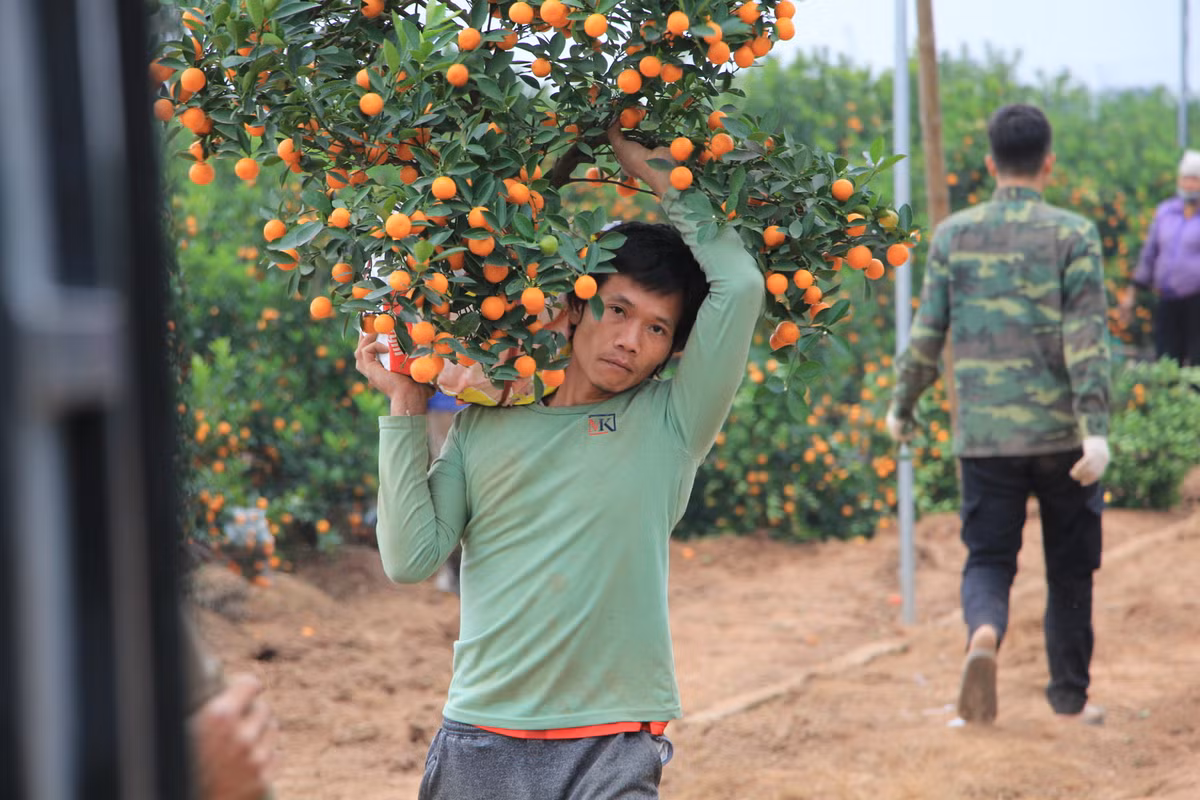 Tuy nhiên, anh Mạnh tiết lộ, hủy không có nghĩa là chủ vựa bị mất trắng. "Theo thỏa thuận, chúng tôi sẽ đứng ra bán hộ cây cho thương lái đã đặt mua trước đó cho bên thứ 3, nếu có. Và giá sẽ rẻ hơn vì đã cận kề Tết, nhất là trong thời gian dịch bệnh diễn biến phức tạp. Cả hai bên đều chấp nhận chịu lỗ để đẩy hàng đi vì chỉ còn vài ngày nữa người dân hết nhu cầu chơi quất.