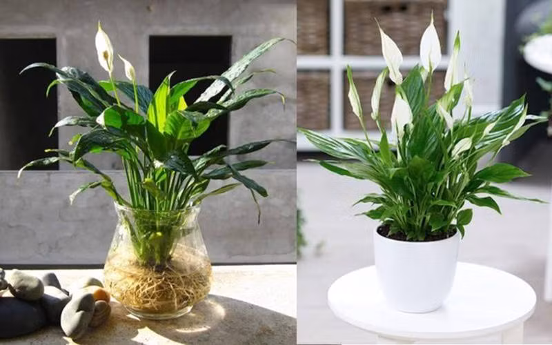 Nhung cay canh van phong loc khong khi,&nbsp;cung cap oxy doi dao