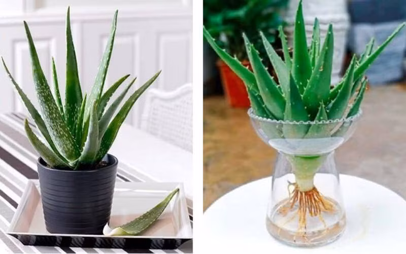 Nhung cay canh van phong loc khong khi,&nbsp;cung cap oxy doi dao-Hinh-6