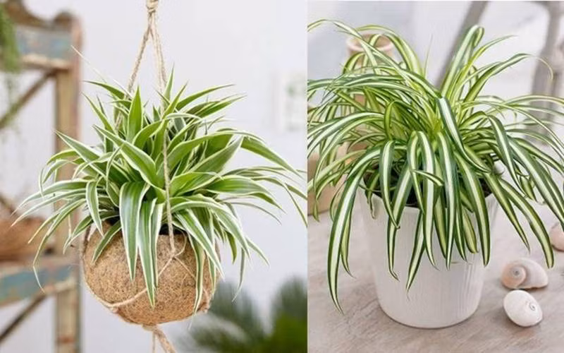 Nhung cay canh van phong loc khong khi,&nbsp;cung cap oxy doi dao-Hinh-3