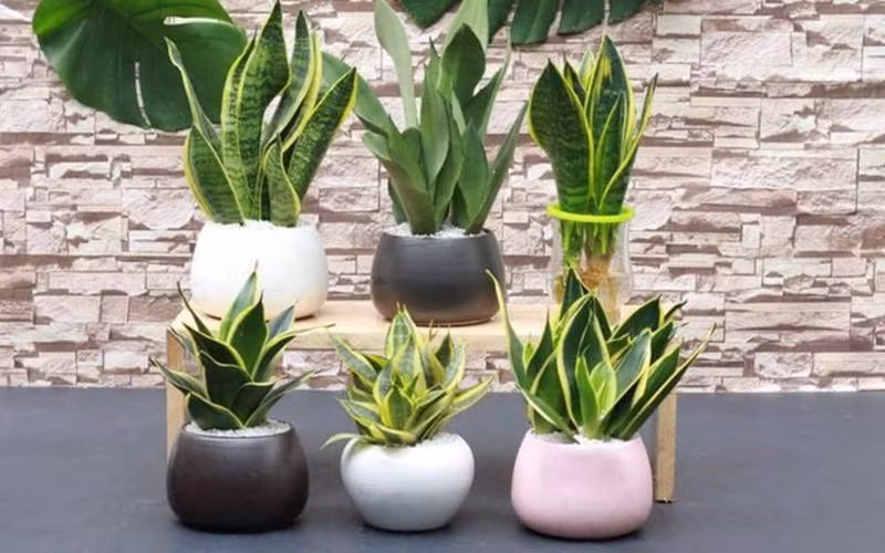 Nhung cay canh van phong loc khong khi,&nbsp;cung cap oxy doi dao-Hinh-5