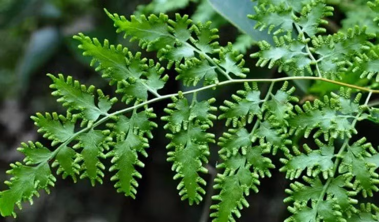 Loai cay “de” ra cat, gom ban la bon tien-Hinh-2