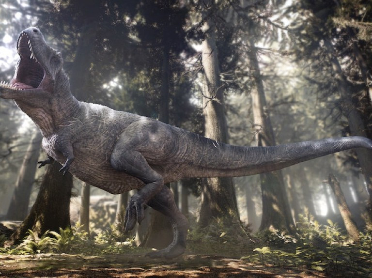 Các nhà nghiên cứu cho hay hóa thạch khủng long bạo chúa T-rex lớn nhất được đặt tên là "Scotty" chỉ ra con vật có trọng lượng 8,8 tấn và cơ thể dài hơn 13m. Nó sống ở khu vực ngày nay là phía Tây của Bắc Mỹ từ 68 - 66 triệu năm trước.