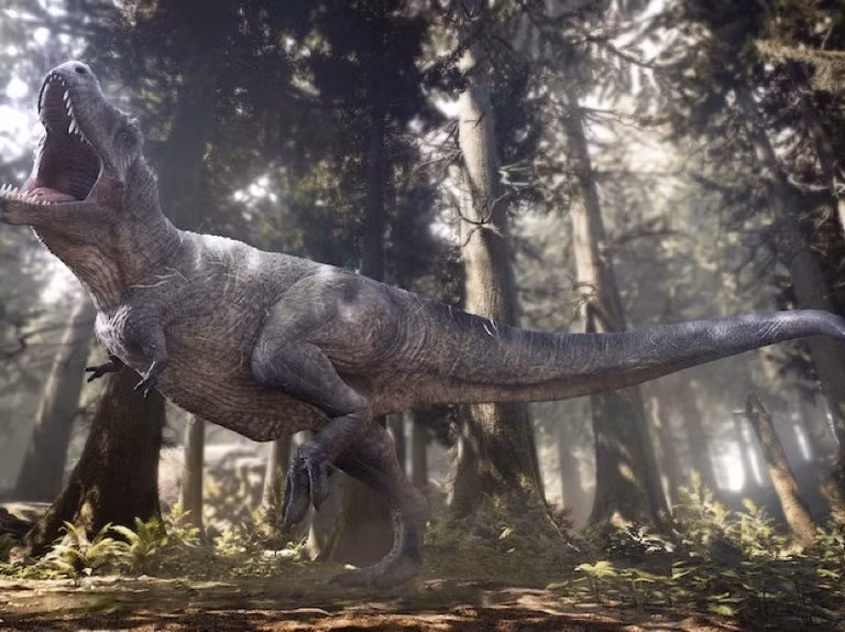 Các nhà nghiên cứu cho hay hóa thạch khủng long bạo chúa T-rex lớn nhất được đặt tên là "Scotty" chỉ ra con vật có trọng lượng 8,8 tấn và cơ thể dài hơn 13m. Nó sống ở khu vực ngày nay là phía Tây của Bắc Mỹ từ 68 - 66 triệu năm trước.