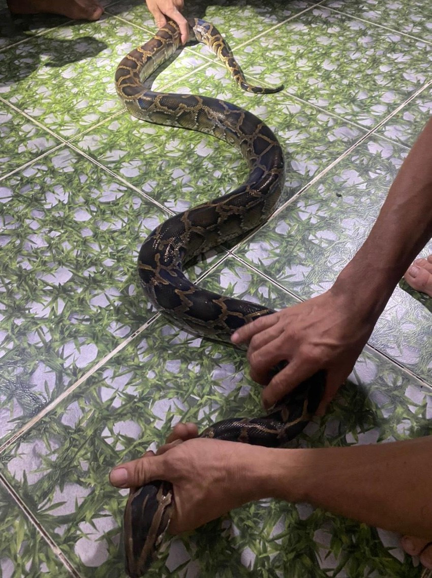Vào ngày 16/11, cán bộ Chi cục Kiểm lâm TP.HCM đã đến nhà anh Trọng Vinh (42 tuổi, ở Bình Chánh, TP HCM) để tiếp nhận con trăn dài gần 2m, nặng 4 kg.