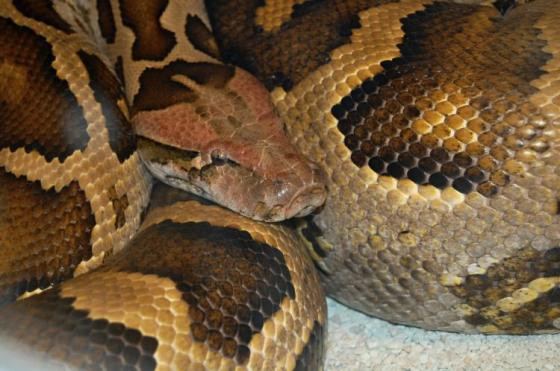 Do số lượng trăn đất suy giảm nghiêm trọng trong những thập kỷ gần đây do mất nơi cư trú và vấn nạn săn bắn nên loài này nằm trong sách đỏ Việt Nam, thuộc nhóm động vật nghiêm cấm khai thác và sử dụng.