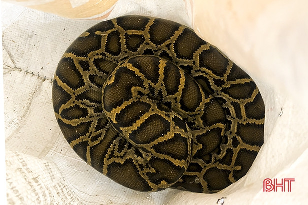 Trăn đất có tên khoa học là Python bivittatus hay Python molurus, thuộc nhóm IIB trong danh mục động vật rừng nguy cấp quý hiếm.
