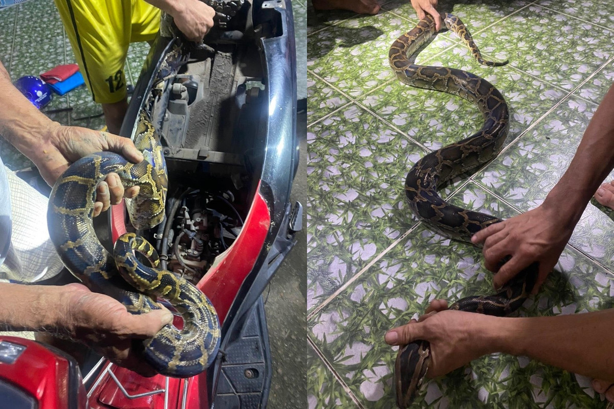 Sau khi Chi cục Kiểm lâm TP.HCM tiếp nhận, con trăn đất quý hiếm trên được đưa về Trạm cứu hộ động vật hoang dã Củ Chi chăm sóc, nuôi dưỡng trước khi thả về môi trường.