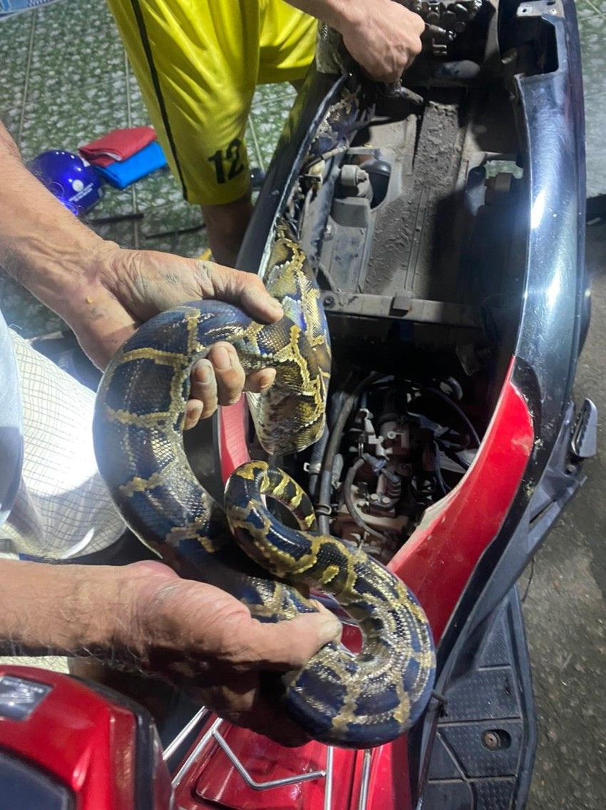 Trước đó, anh Trọng Vinh phát hiện con trăn đang quấn mình trong lốc máy khi mở cốp xe máy dựng trong nhà xưởng ở xã Phong Phú. Thấy vậy, anh cùng người một số người bắt con trăn trong cốp xe đưa ra ngoài. Anh Vinh cho rằng con trăn có thể bò từ ngoài vườn cây vào trong cốp xe máy.