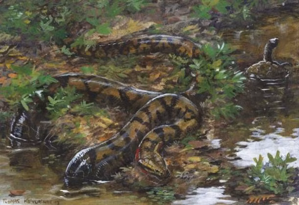 Loài rắn Titanoboa đã sinh sống trong các đầm lầy Colombia cách đây 60 triệu năm trước khi biến mất.
