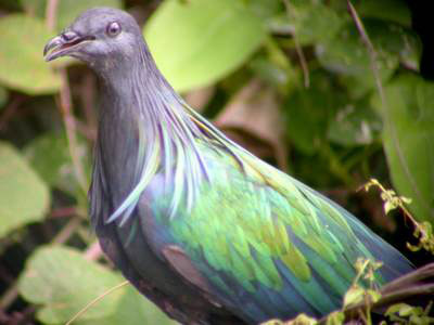 Loài chim bồ câu Nicoba hàng năm di cư đến Vườn Quốc gia Côn Đảo vào khoảng tháng 4 - 8 hàng năm. Trong danh lục các loài chim tại Côn Đảo, bồ câu Nicoba là một trong 6 loài trong Sách đỏ Việt Nam và thế giới.