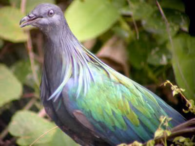 Loài chim bồ câu Nicoba hàng năm di cư đến Vườn Quốc gia Côn Đảo vào khoảng tháng 4 - 8 hàng năm. Trong danh lục các loài chim tại Côn Đảo, bồ câu Nicoba là một trong 6 loài trong Sách đỏ Việt Nam và thế giới.