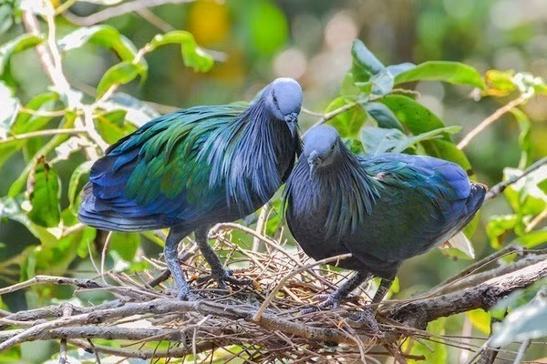 Đây là lần xuất hiện hiếm hoi của loài bồ câu Nicoba tại lâm phần Vườn Quốc gia Côn Đảo. Tại Việt Nam, loài chim quí hiếm này chỉ được tìm thấy ở Vườn Quốc gia Côn Đảo. Do vậy, Vườn Quốc gia Côn Đảo đã lên kế hoạch bảo vệ, phát triển loài chim quý hiếm này.