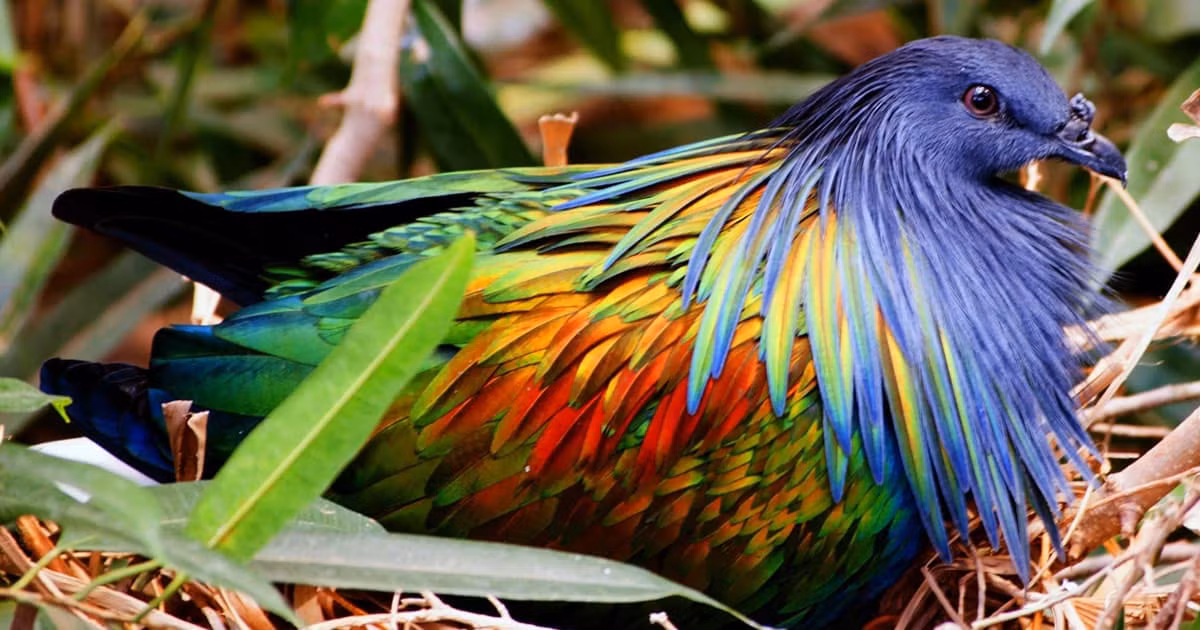 Mỗi tổ chỉ có một trứng, trứng có kích thước lớn và có màu trắng. Chim trống và chim mái cùng ấp trứng. Sau khoảng 27 - 29 ngày, chim non rời khỏi vỏ. Chúng "phụ huynh" chăm sóc trong khoảng thời gian từ 5 - 6 tuần. Sau 2 tuần nữa, chúng có thể tự kiếm ăn và sống độc lập.