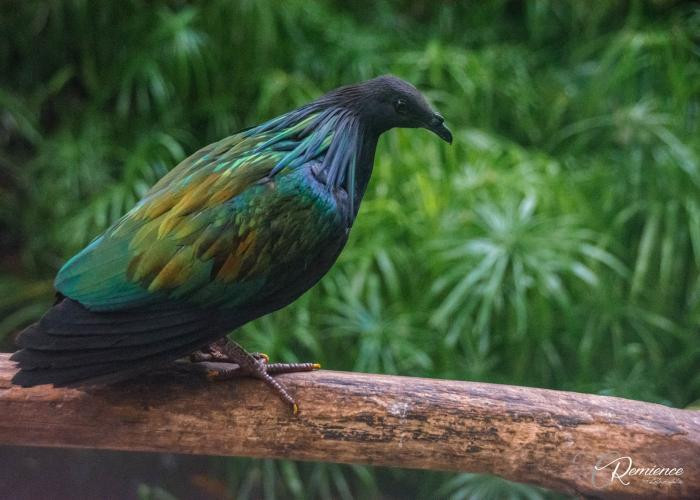 Loài chim này thường đi kiếm ăn ban ngày một mình. Thỉnh thoảng, chúng đi kiếm ăn cùng với loài bồ câu xanh.