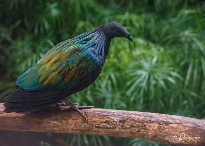 Loài chim này thường đi kiếm ăn ban ngày một mình. Thỉnh thoảng, chúng đi kiếm ăn cùng với loài bồ câu xanh.