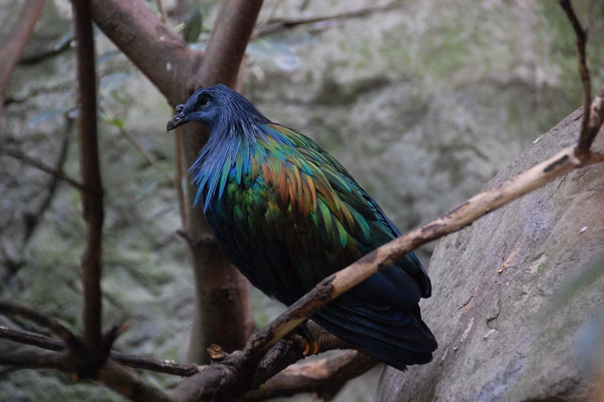 Loài chim bồ câu Nicoba có đặc điểm ở phần đầu dễ nhận biết đó là có một cục u nhỏ màu đen nằm ở trên gốc mỏ màu đen hình móc câu (gần vùng trán). Con trống thường có cục u lớn hơn so với con cái.