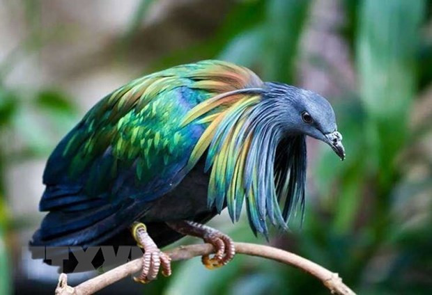 Vào ngày 3/11, lực lượng Kiểm lâm của Vườn Quốc gia Côn Đảo đã phát hiện bồ câu Nicoba trong lúc tuần tra bảo vệ rừng trên tuyến đường mòn trên hòn Bảy Cạnh.